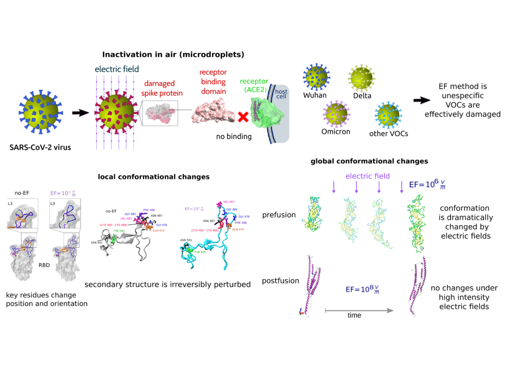 Unraveling SARS-Cov-2 spike protein conformational dynamics under the ...